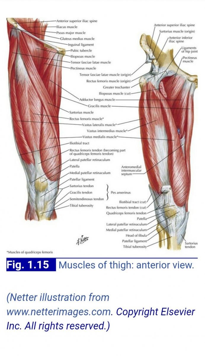 Двусуставные мышцы нижней конечности