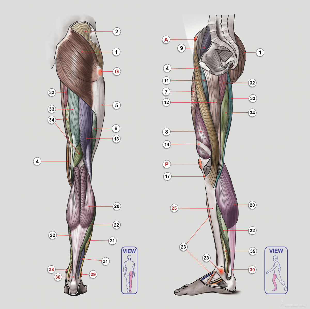 Крепление мышц ног