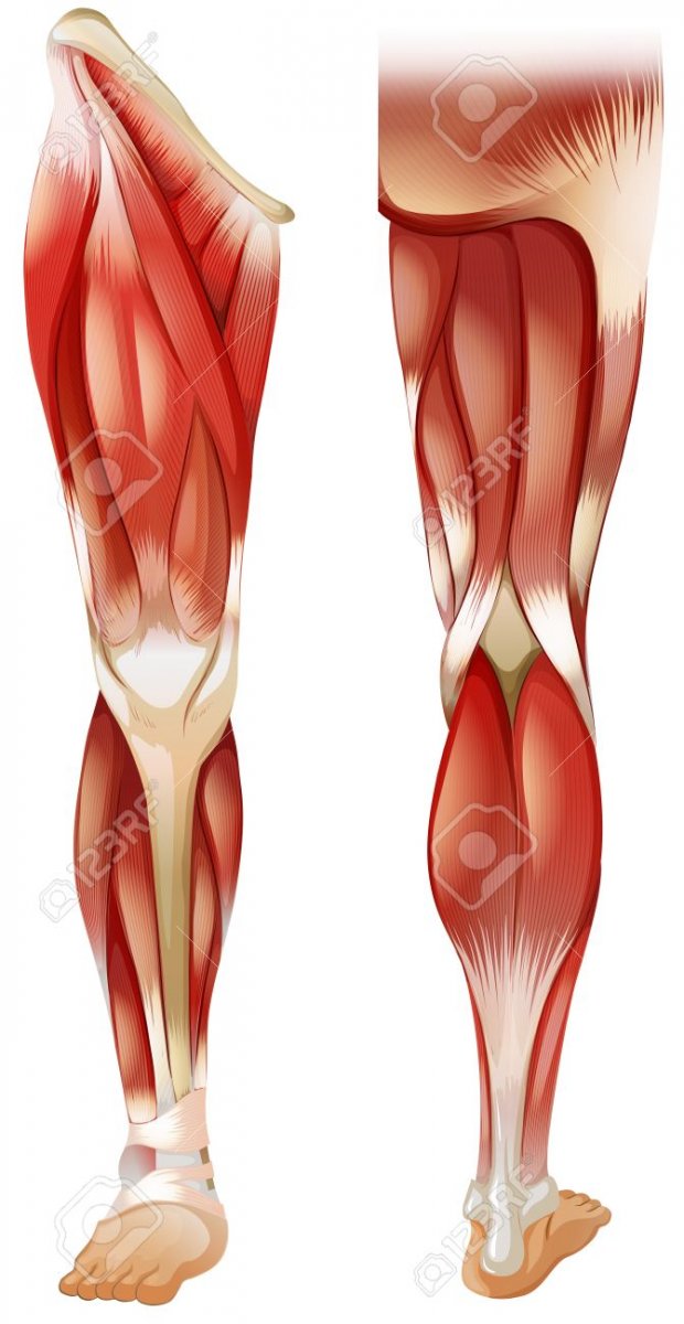 Мышцы нижней конечности без подписей