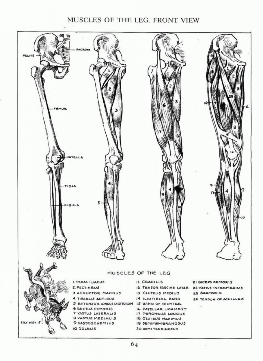 Мышечный скелет ноги человека