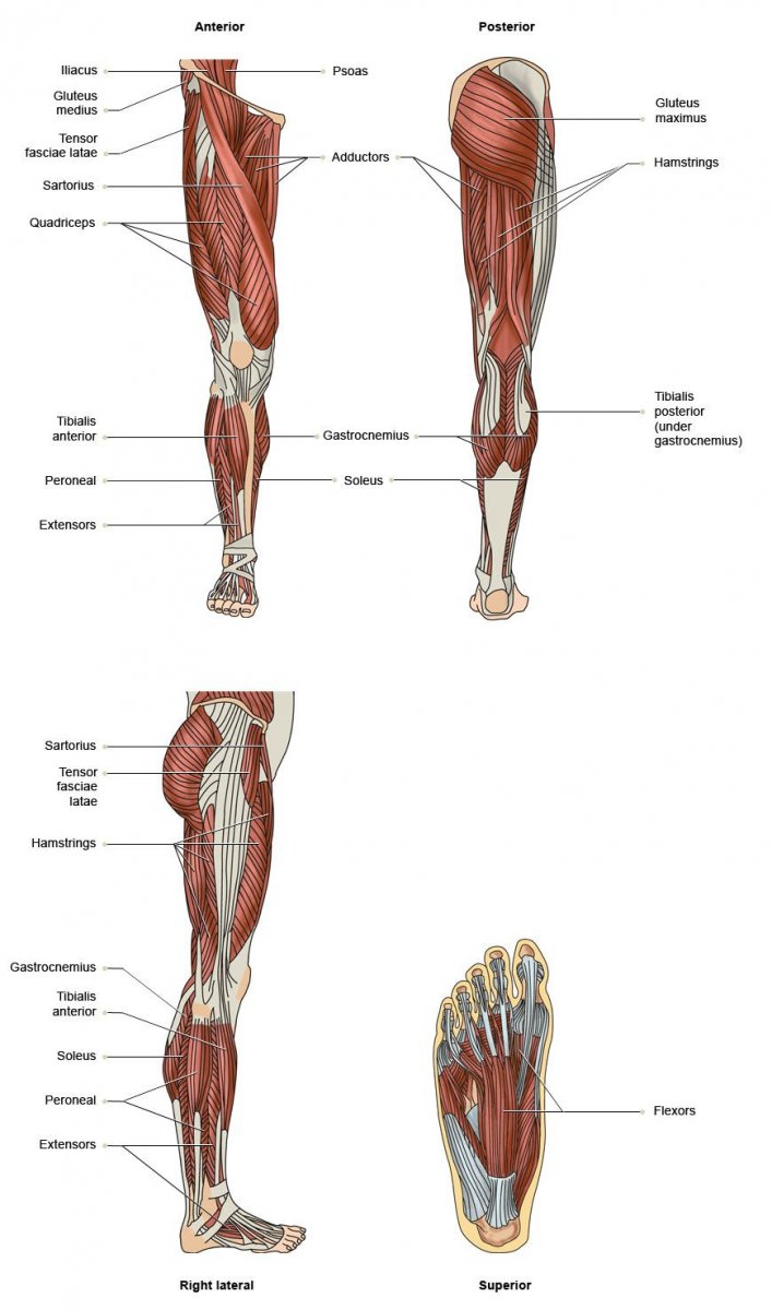 Мышцы нижней конечности анатомия