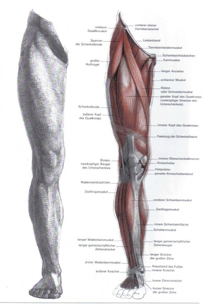 Мышцы ног Баммес