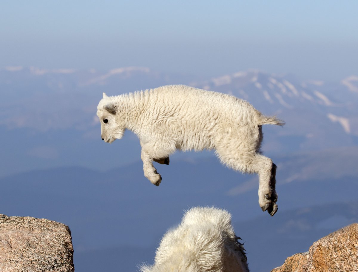 Jumping over a Goat