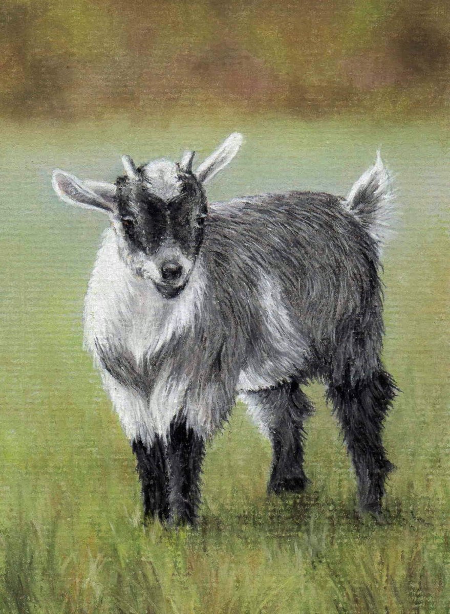 Кашемировая коза рисунок