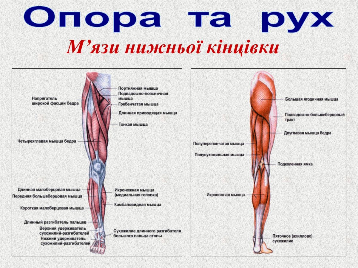 Мышцы ноги схема рисунок