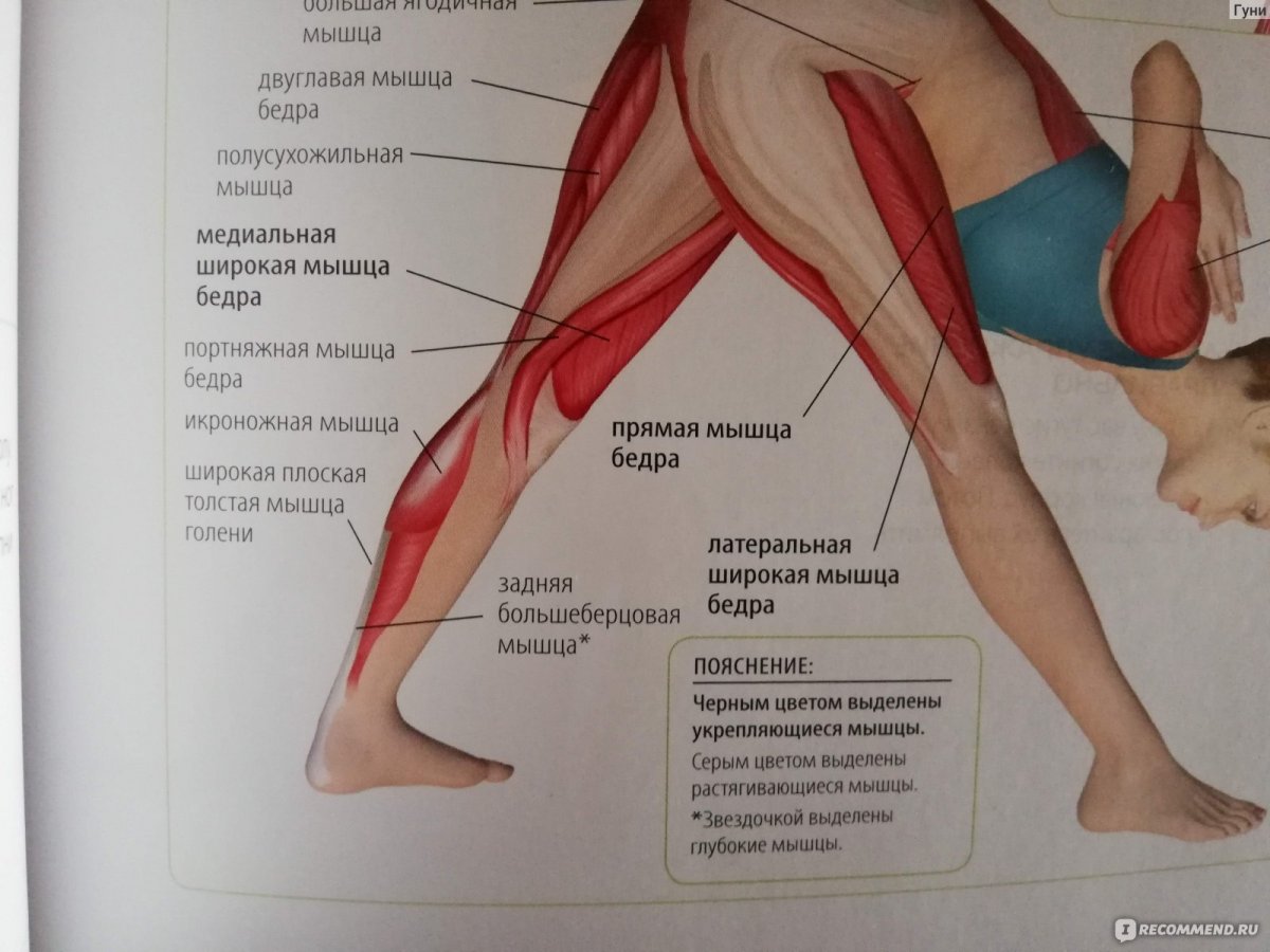Мышцы ног при беге