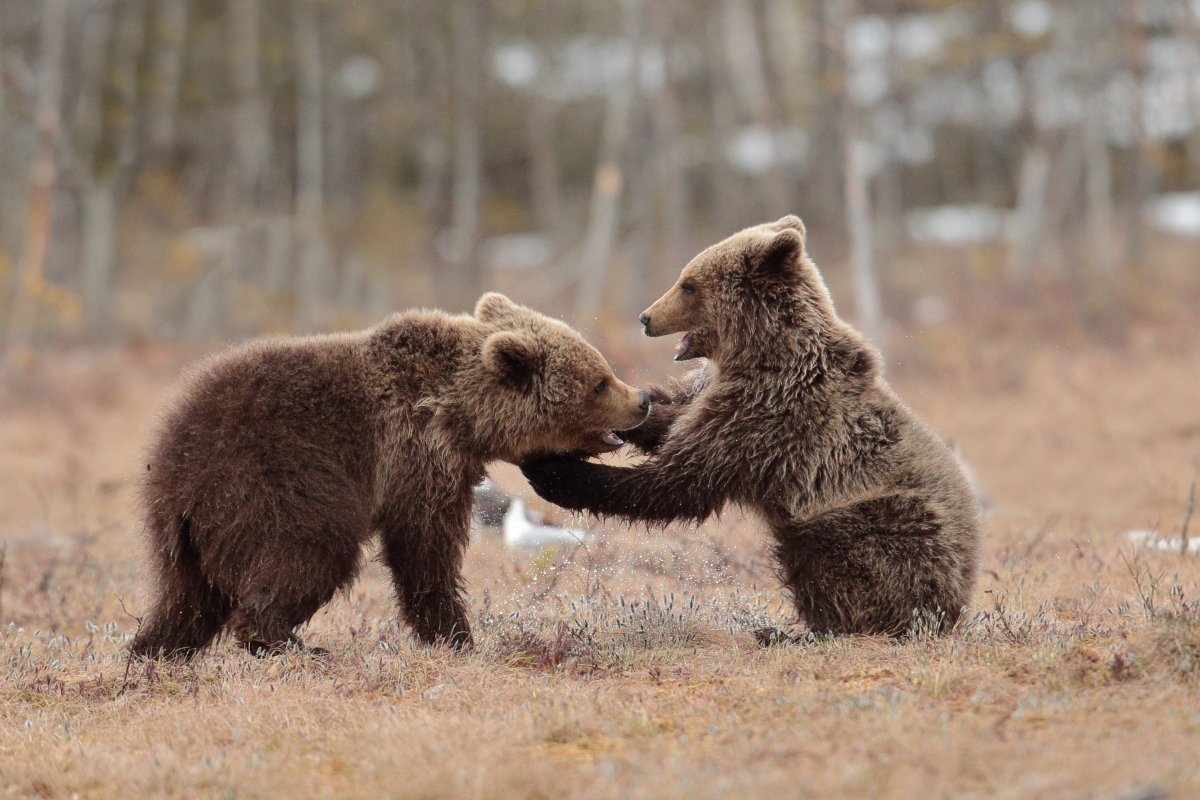 Медведи борются на природе красивые виды