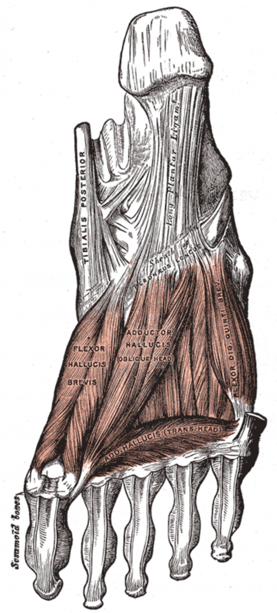 Longissimus Thoracis мышца