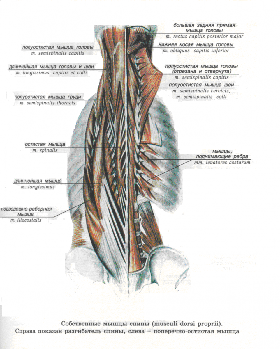 Длиннейшая мышца спины meduniмer