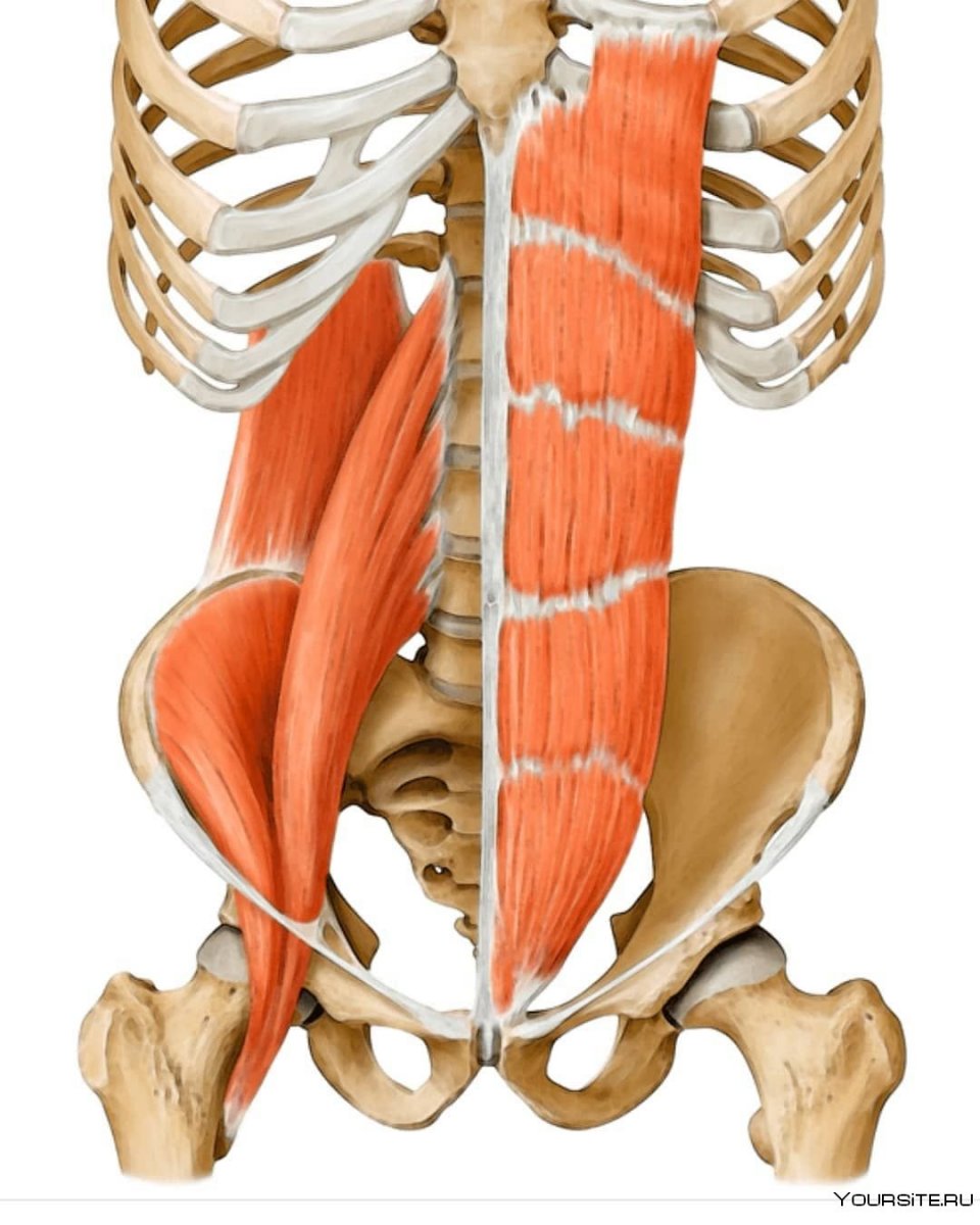 Передняя лестничная мышца шеи анатомия