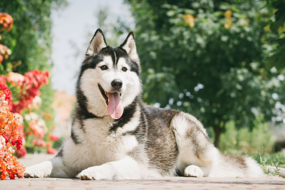 Lovozero Huskypark