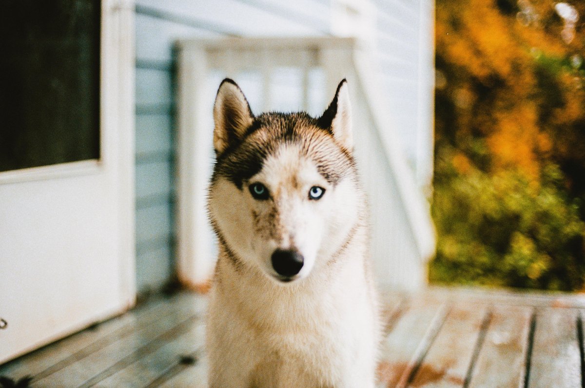 Дог xaski