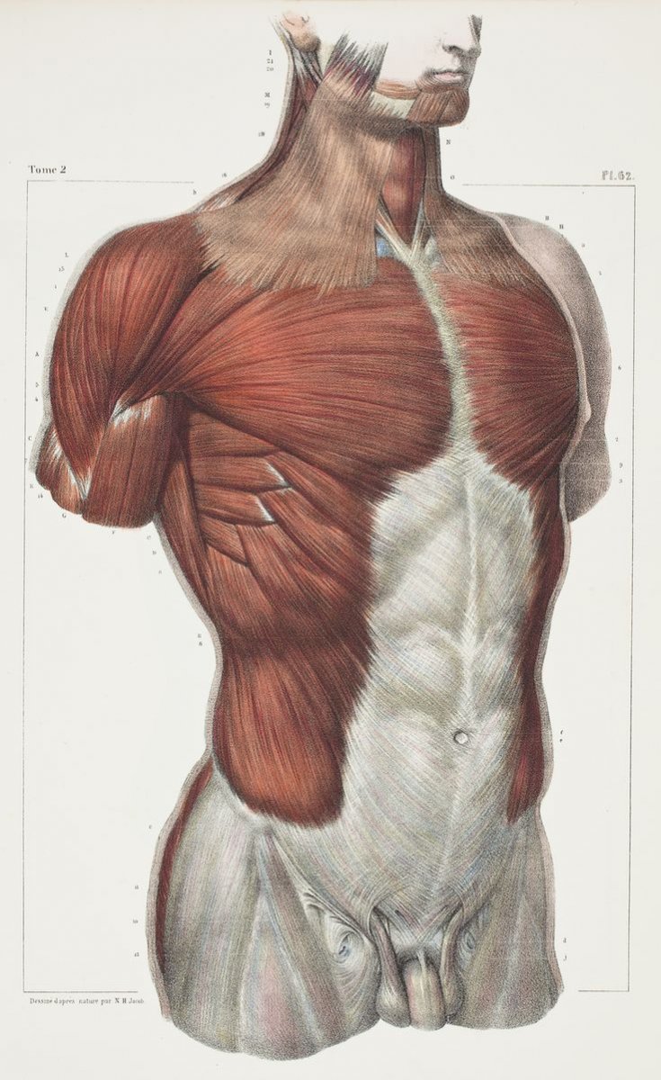 Трапециевидная мышца анатомия