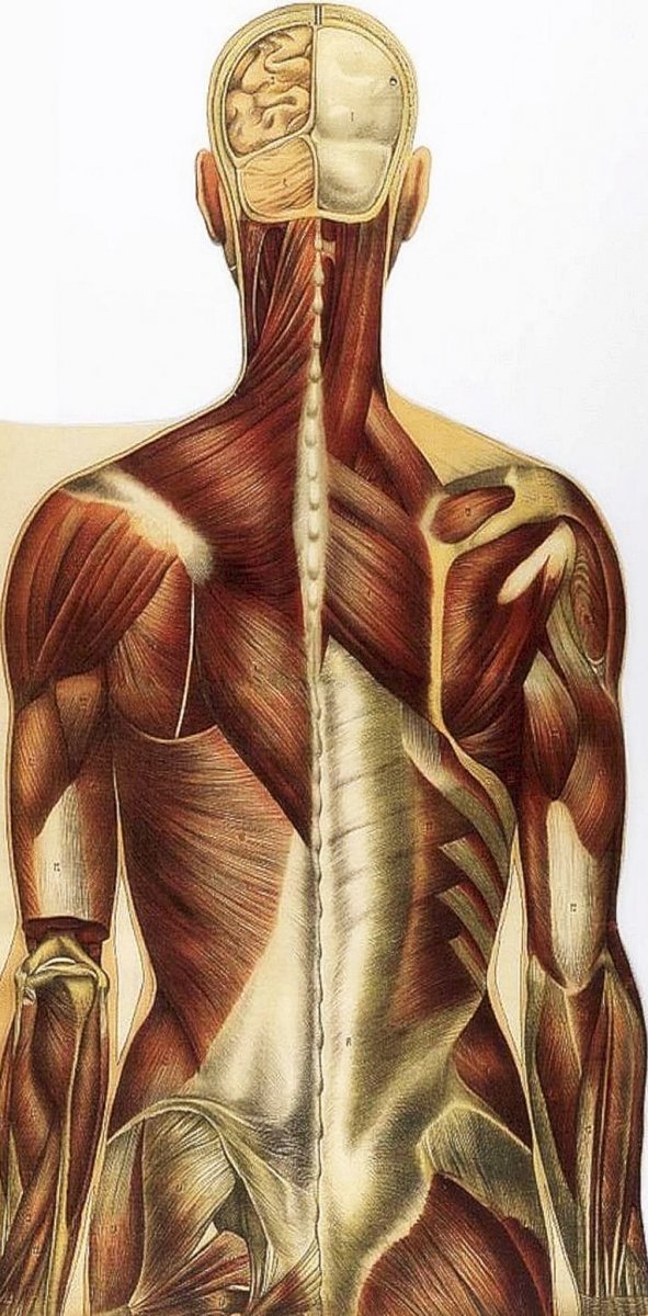 Анатомия широчайшей мышцы спины