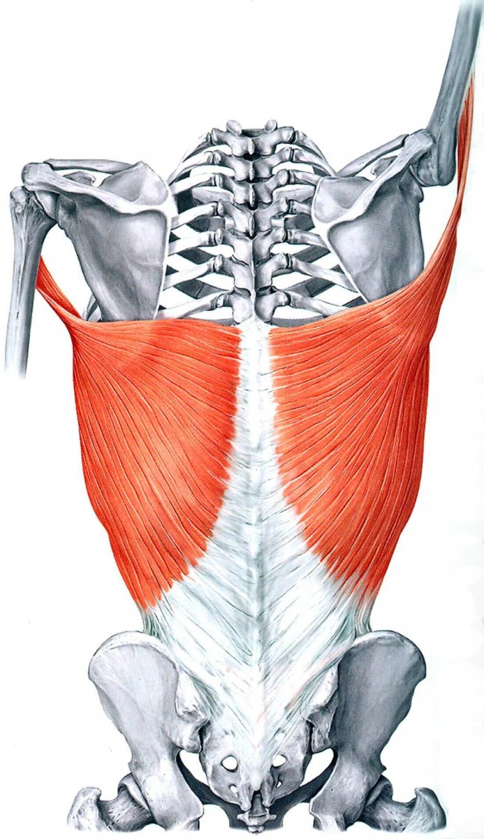 Анатомия мышц спины для массажа