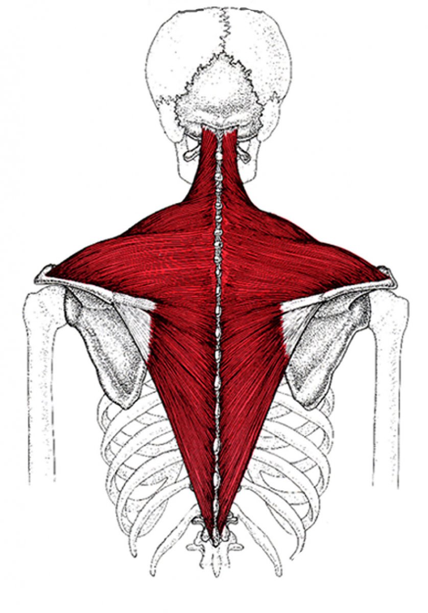 Капюшонные мышцы спины