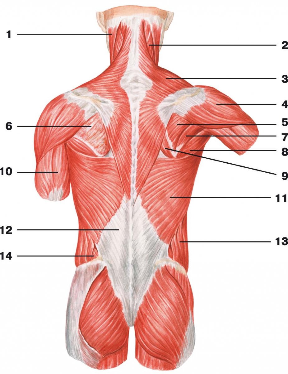 Мышцы спины анатомический атлас