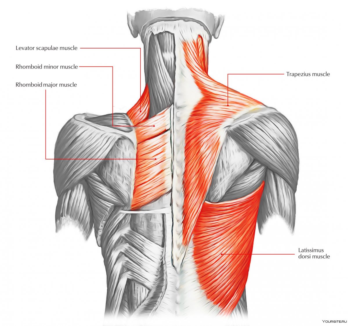 Как называются мышцы спины
