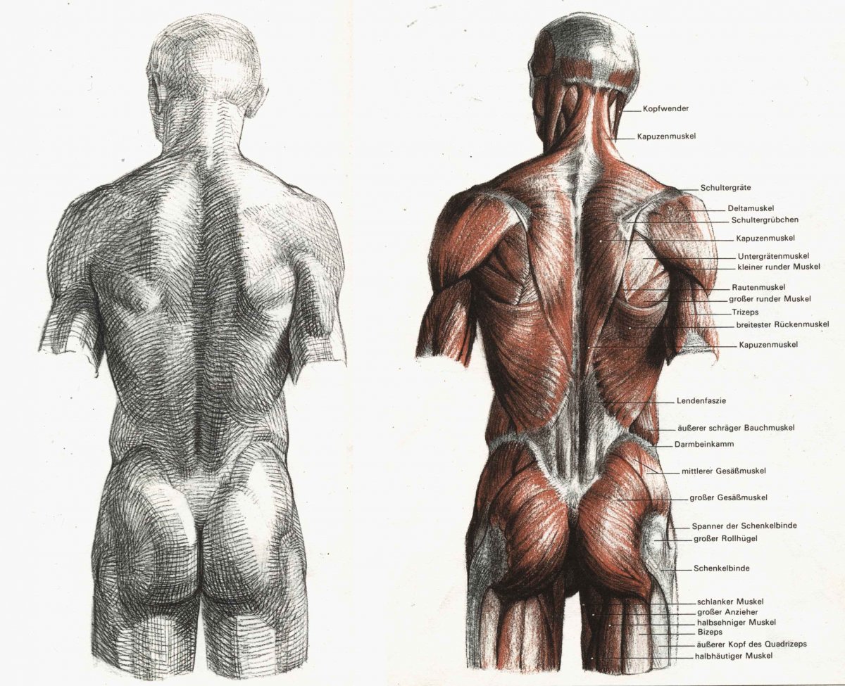 Мышцы торса анатомия для художников
