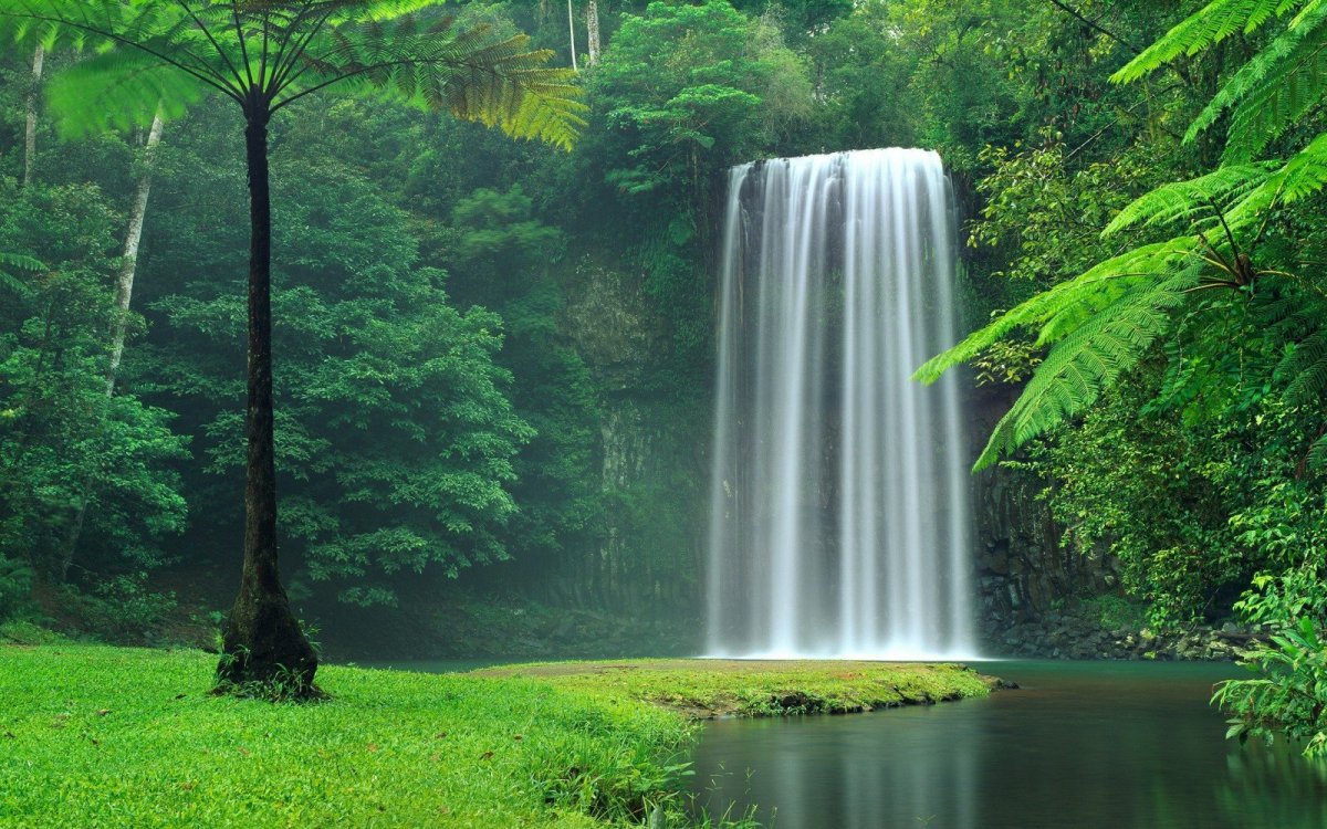 Лес вода джунгли деревья водопад