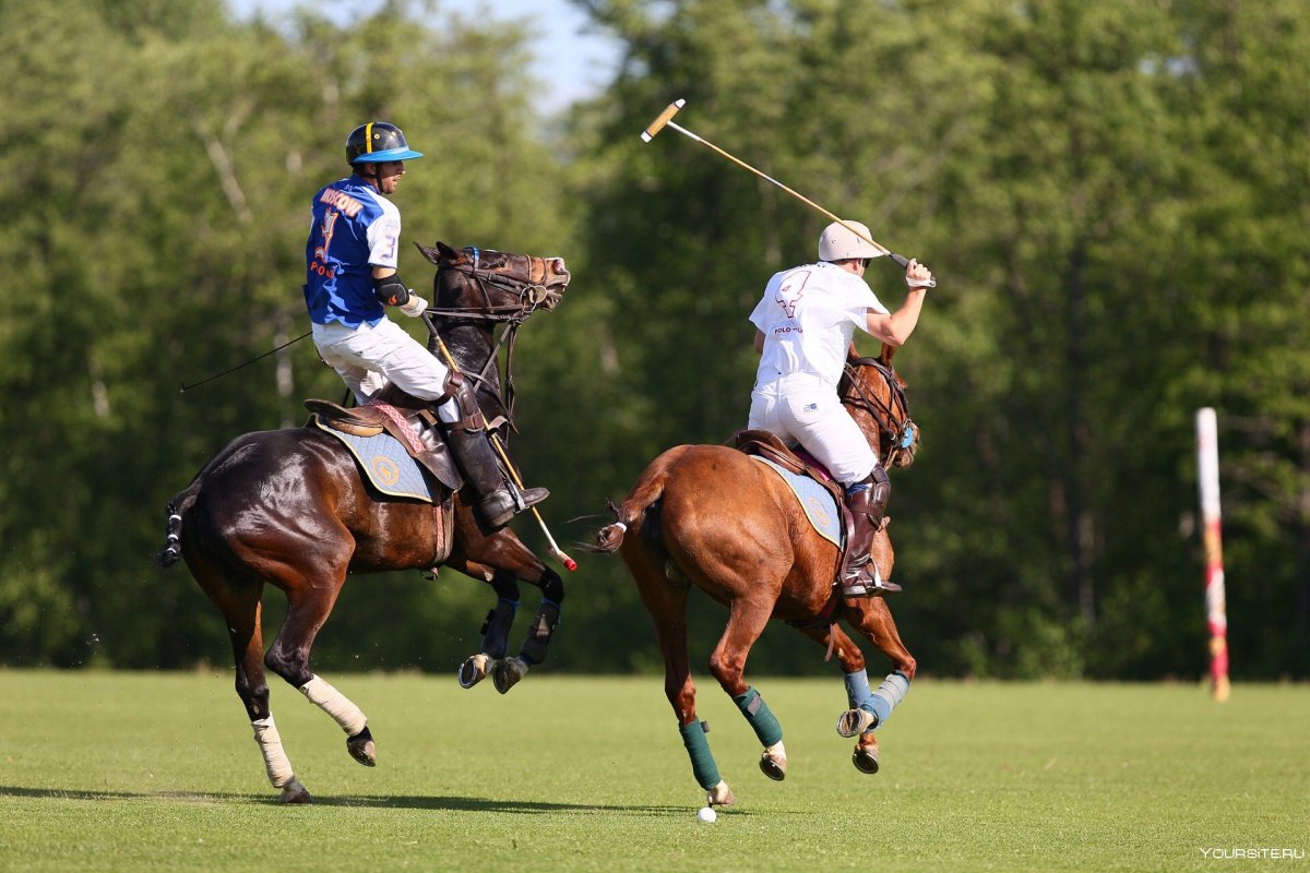 Polo Sport Horses