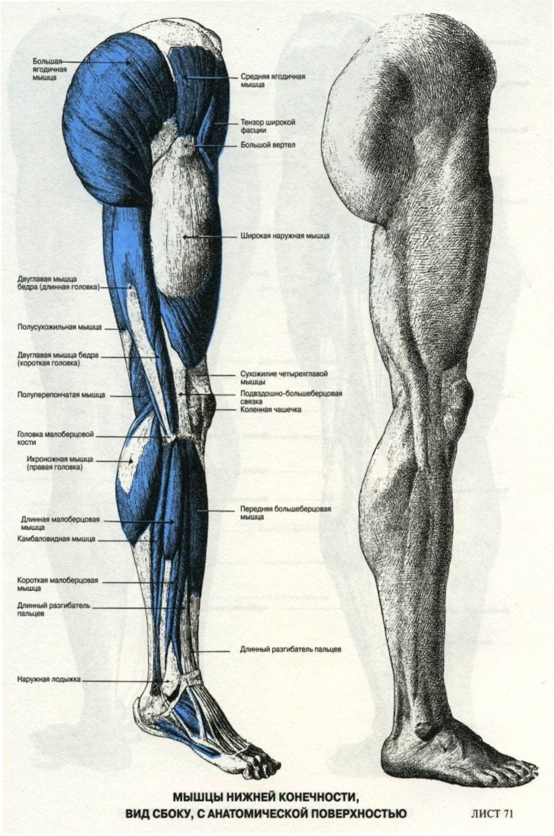 Quadratus femoris мышца