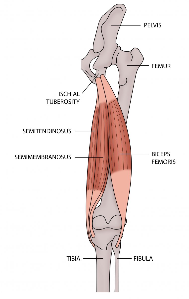 Хамстринг мышцы бедра