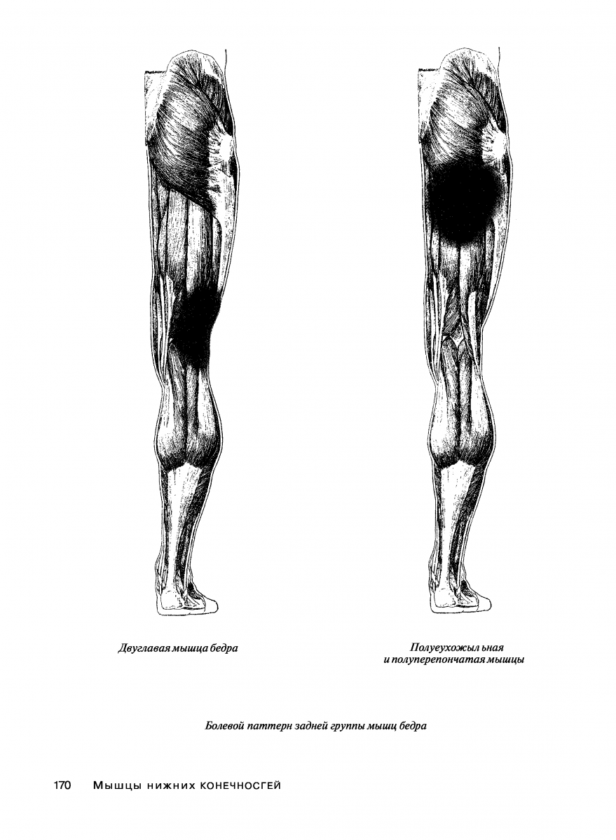 Musculus biceps femoris