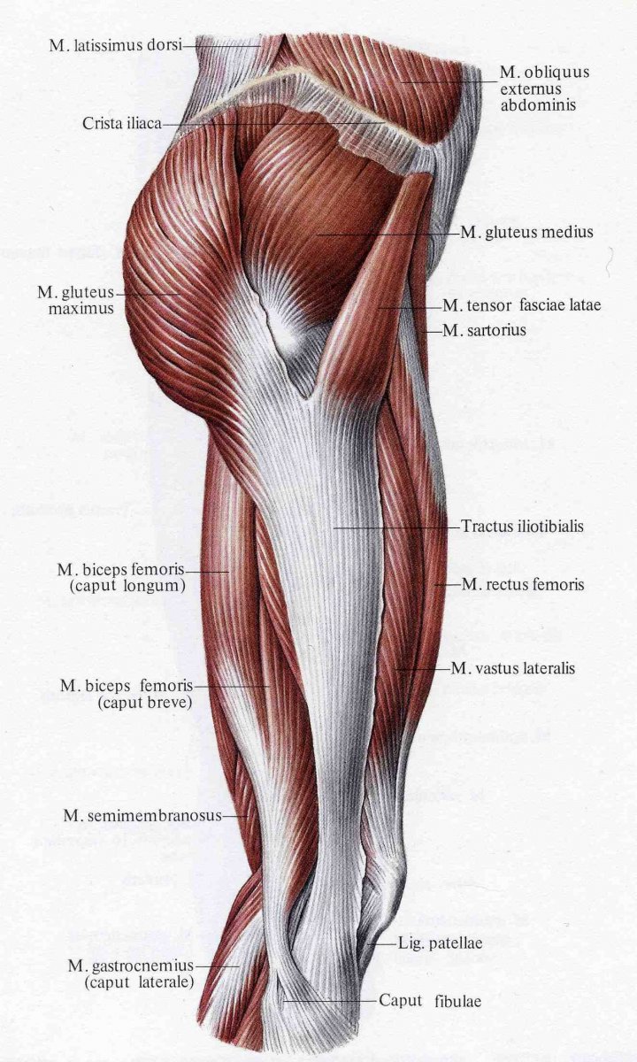 Quadratus femoris