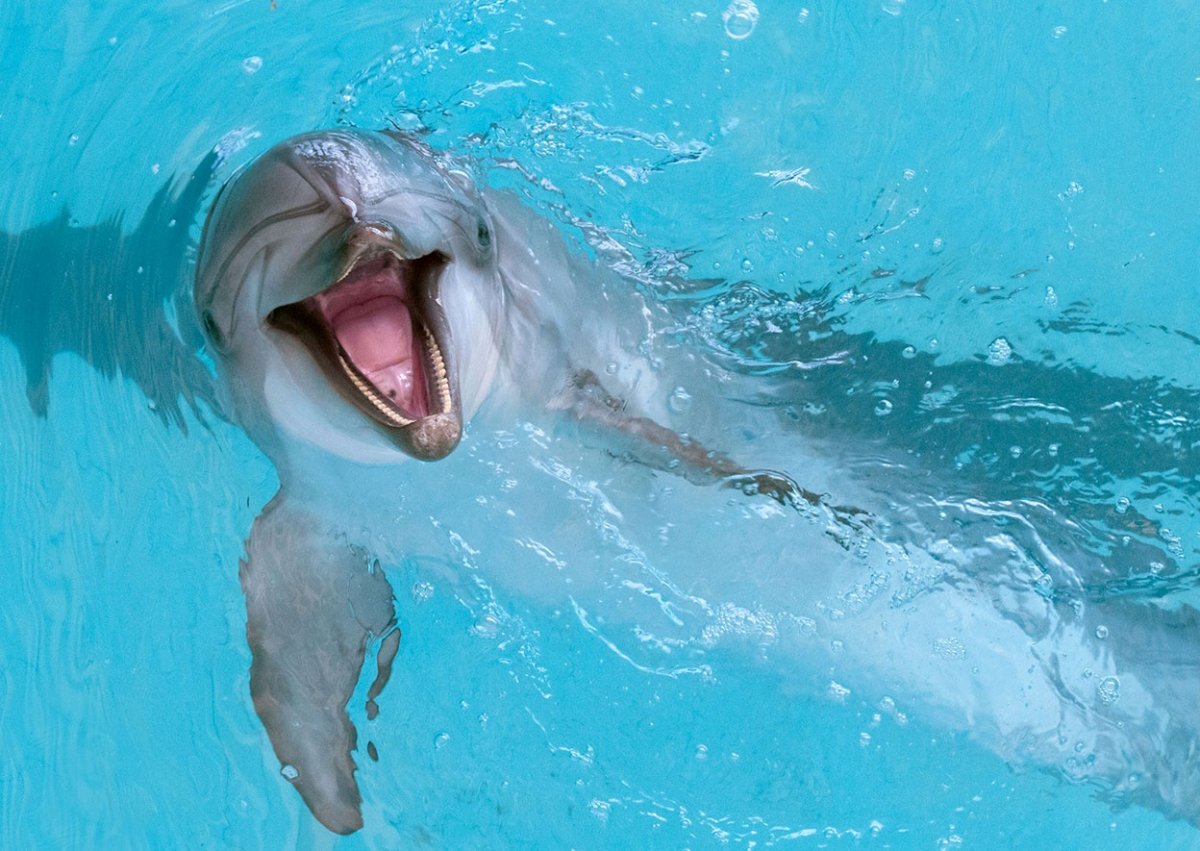 Сертификат на купание с дельфинами