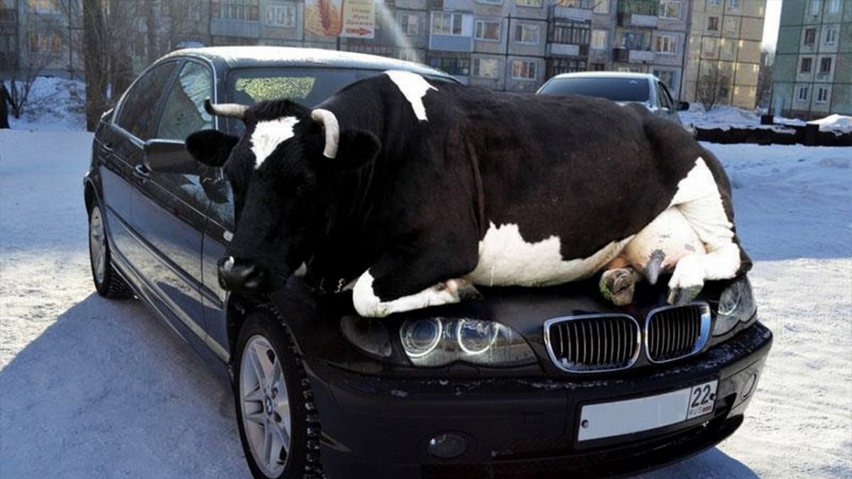 Тойота корова