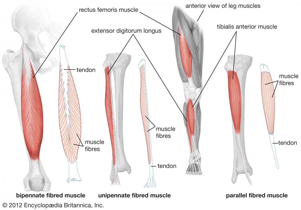 Полусухожильная мышца бедра анатомия