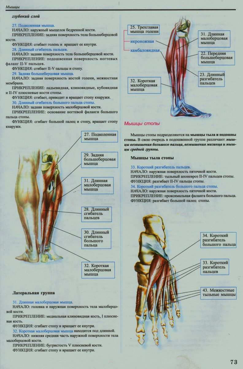 Мышцы нижней конечности средняя ягодичная мышца