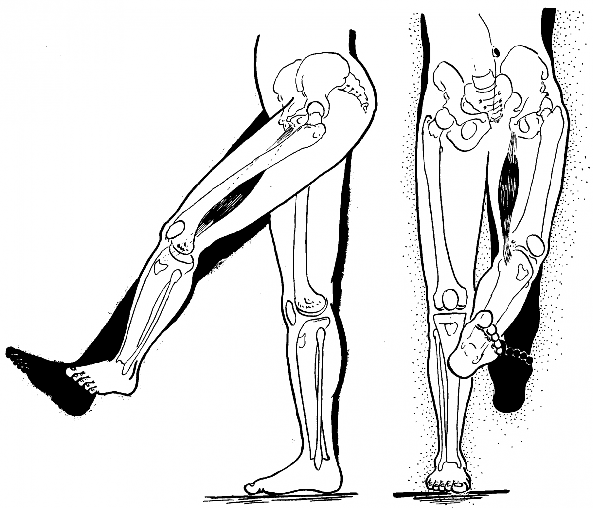 Таз нижних конечностей. Подвздошно-большеберцовый тракт анатомия. Подвздошно большеберцовая мышца. Мышцы сгибатели тазобедренного сустава. Флексия и экстензия таза.