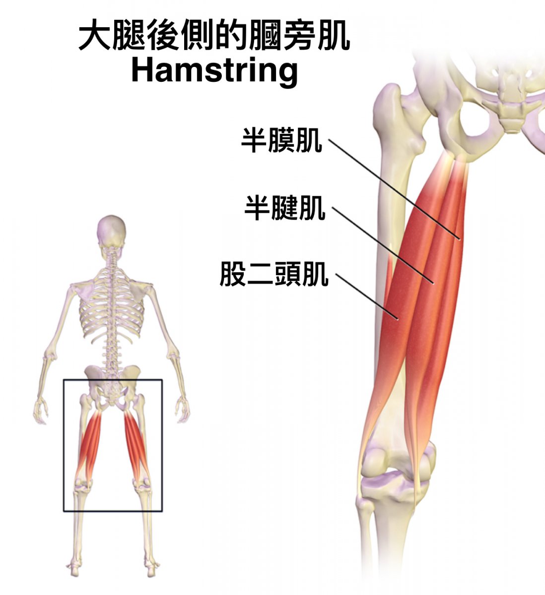 Мышцы ног анатомия бедро