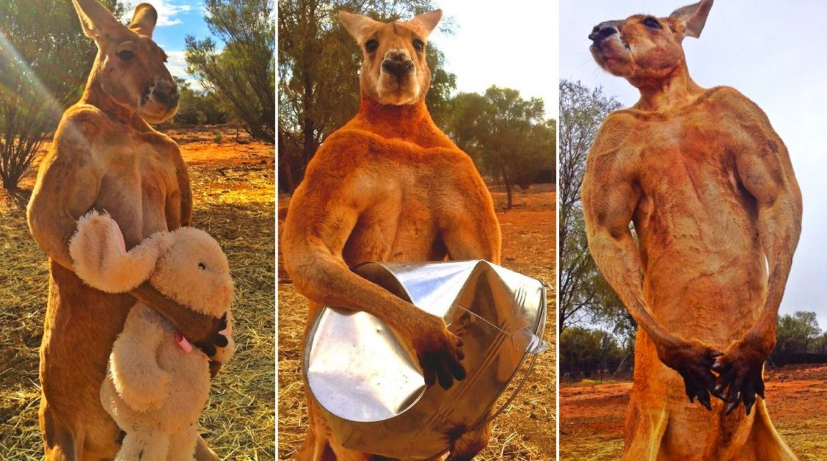 Splodge the Kangaroo