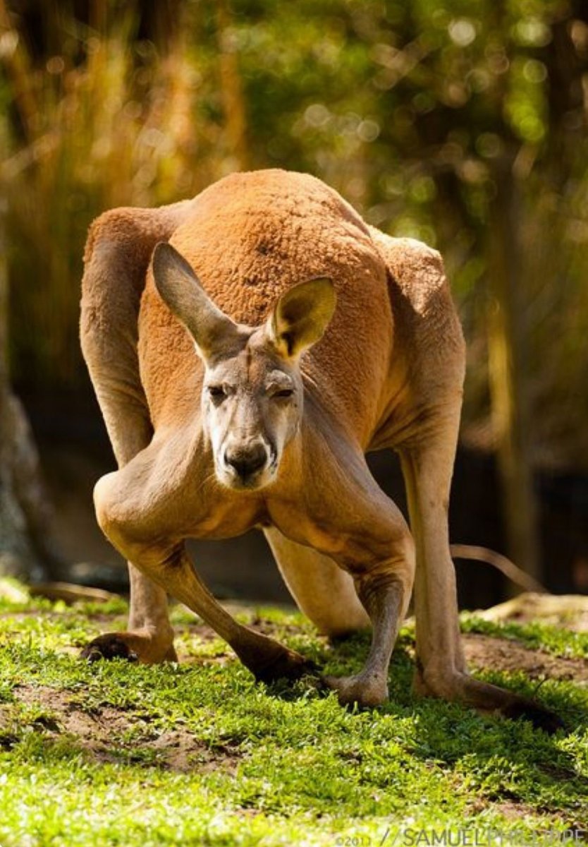Альфа самец кенгуру