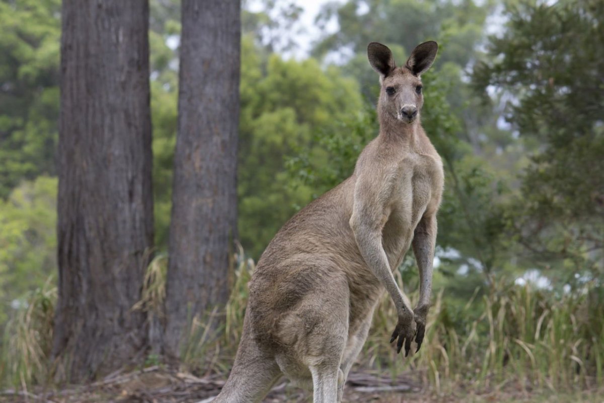 Австралийский кенгуру БАД
