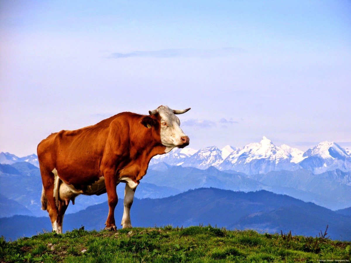 Швейцария коровы Луга