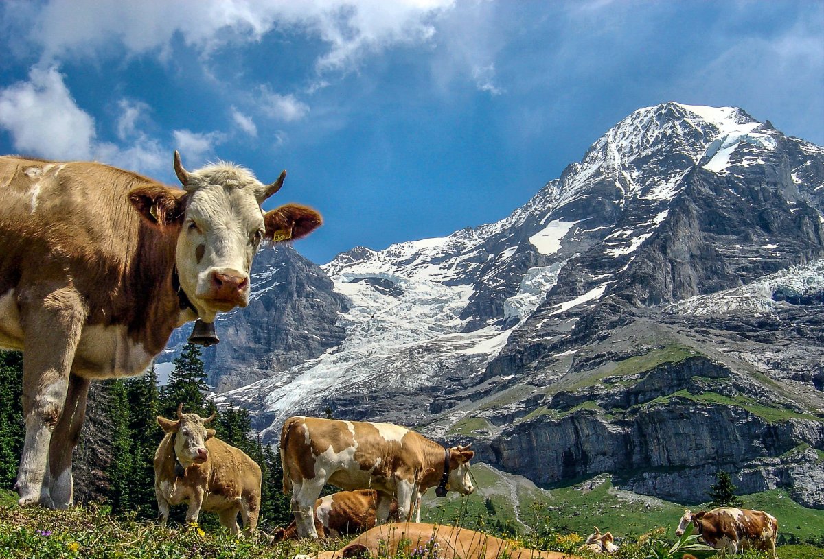 Горы Швейцария козы