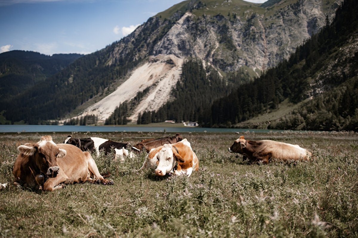 Альпы коровы Австрия
