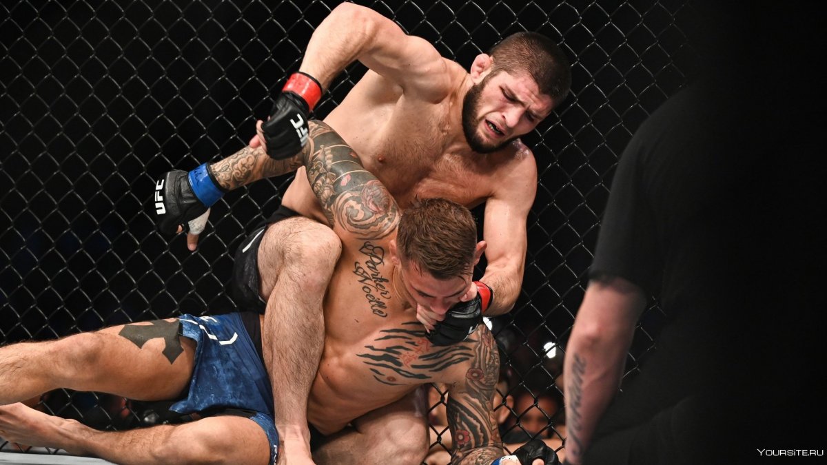 Khabib Full Size
