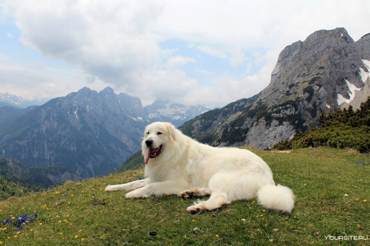 Пиренейский горный пес волкодав кавказский (