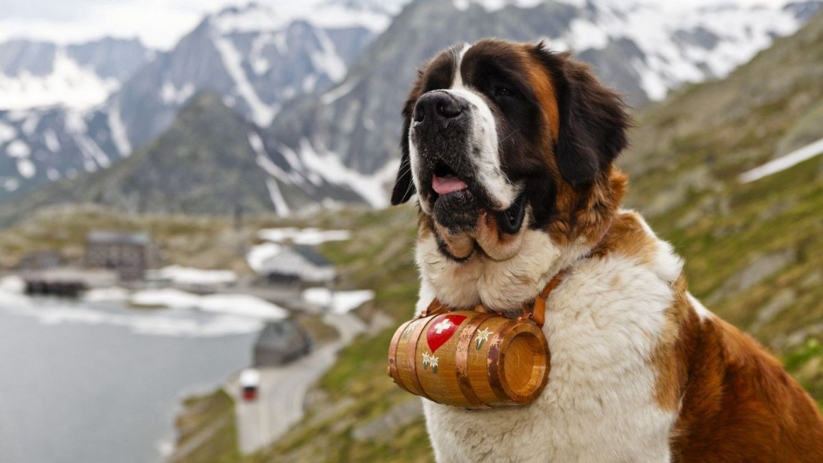 Альпийская горная собака