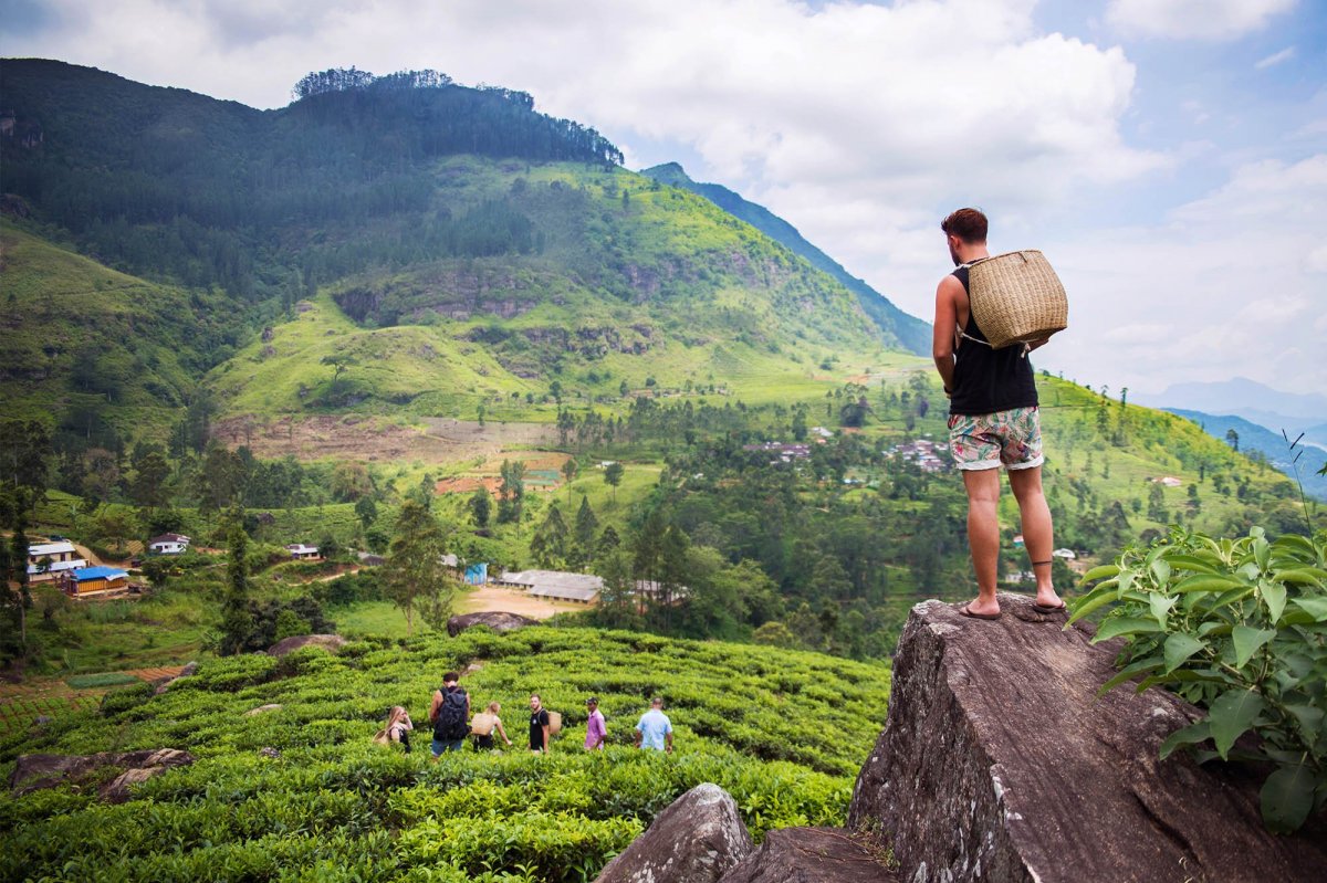 Чайная промышленность Шри-Ланки