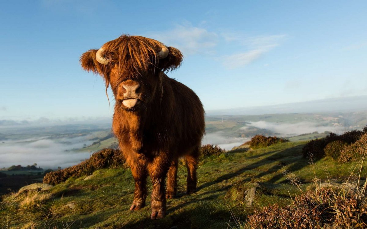 Хайлендская корова Шотландия фото