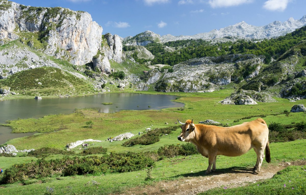 Природа Швейцария пастбище