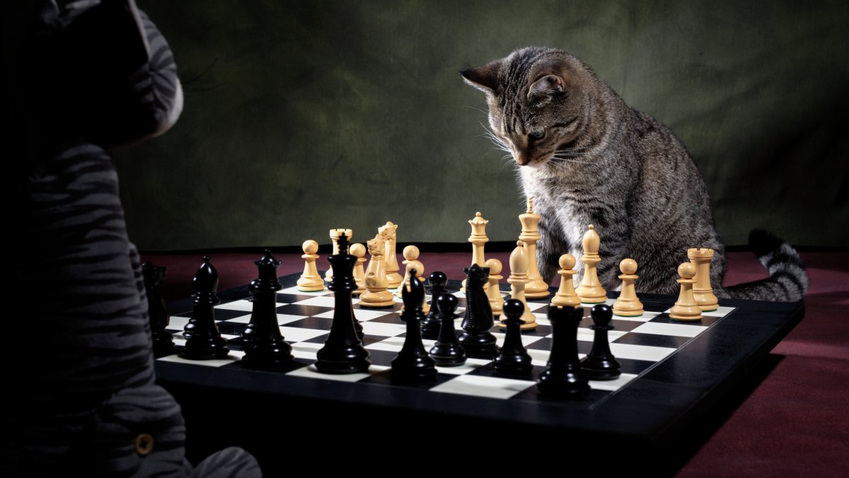 Котик и шахматы