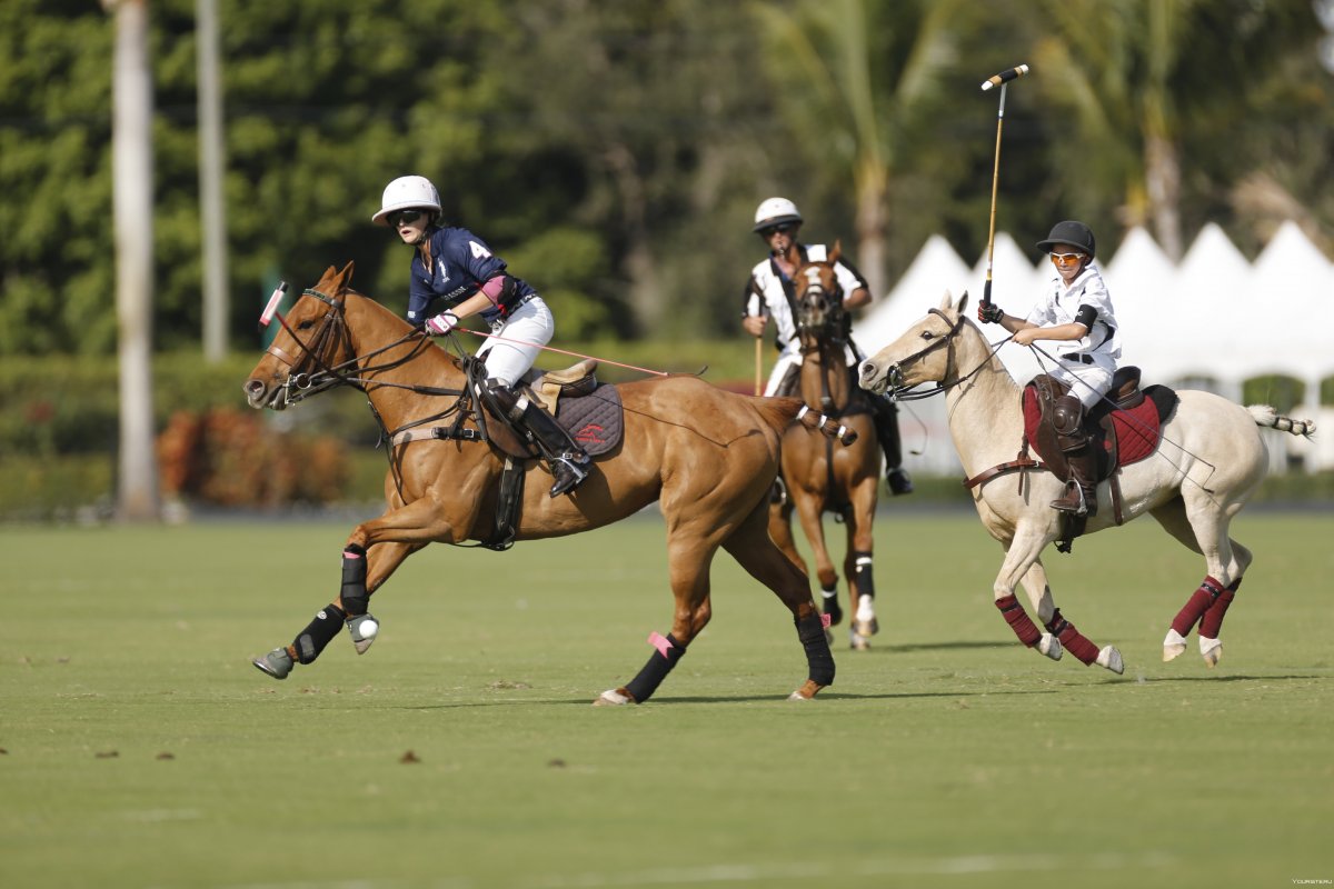 Polo Player