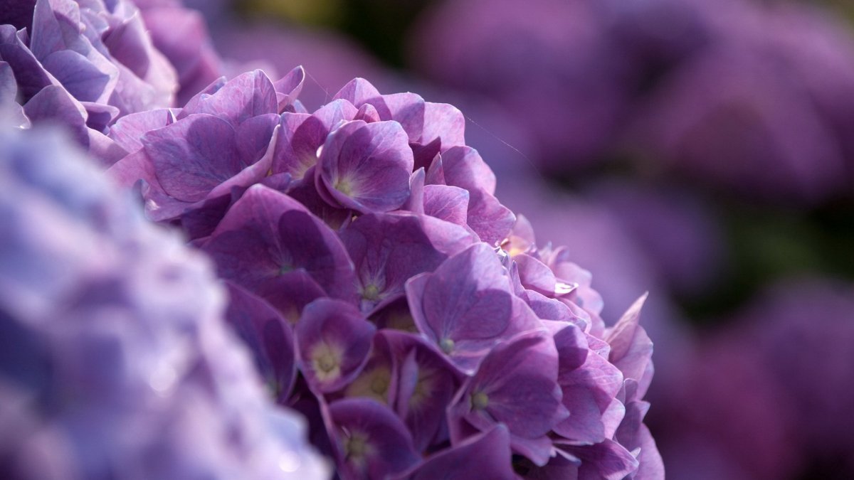 Неоновый фиолетовый